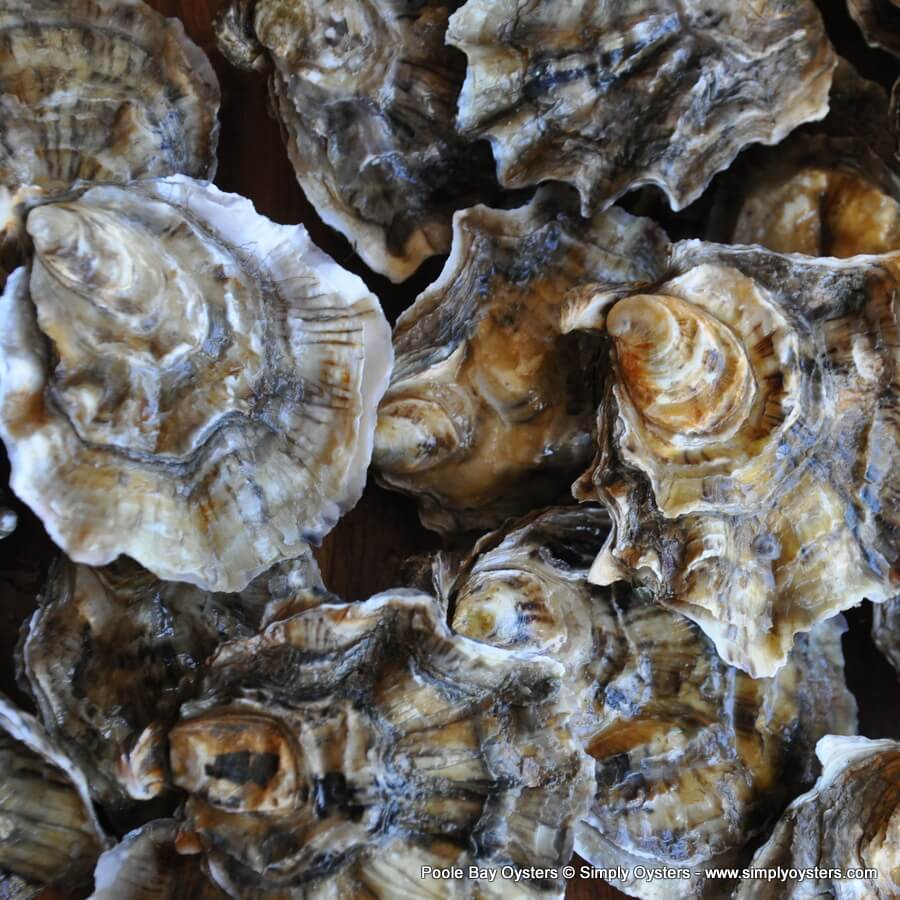 Poole Bay Oysters Buy Online UK Delivery Simply Oysters
